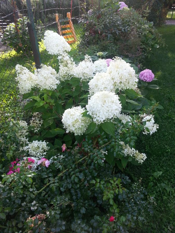 Bed and Breakfast La Casa Di Clara Esine Екстер'єр фото